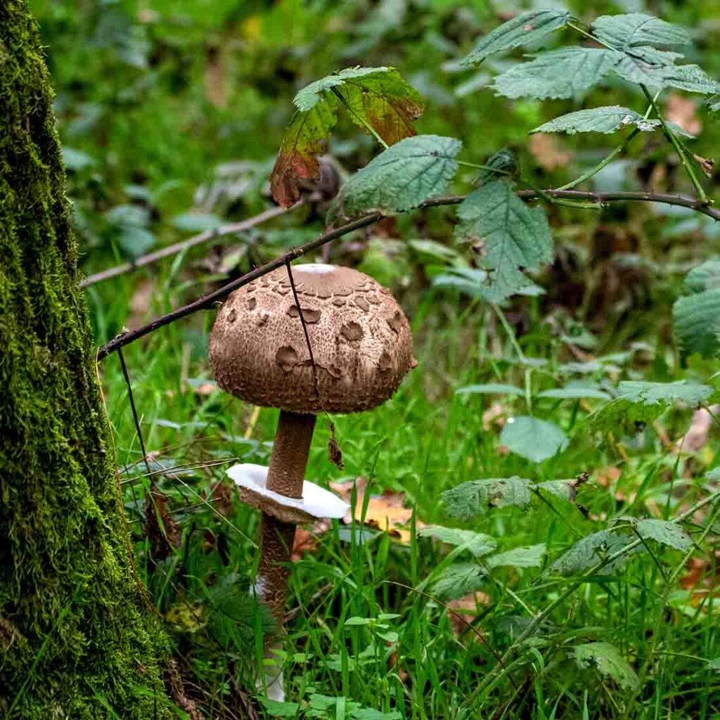 bosco wwf vanzago funghi