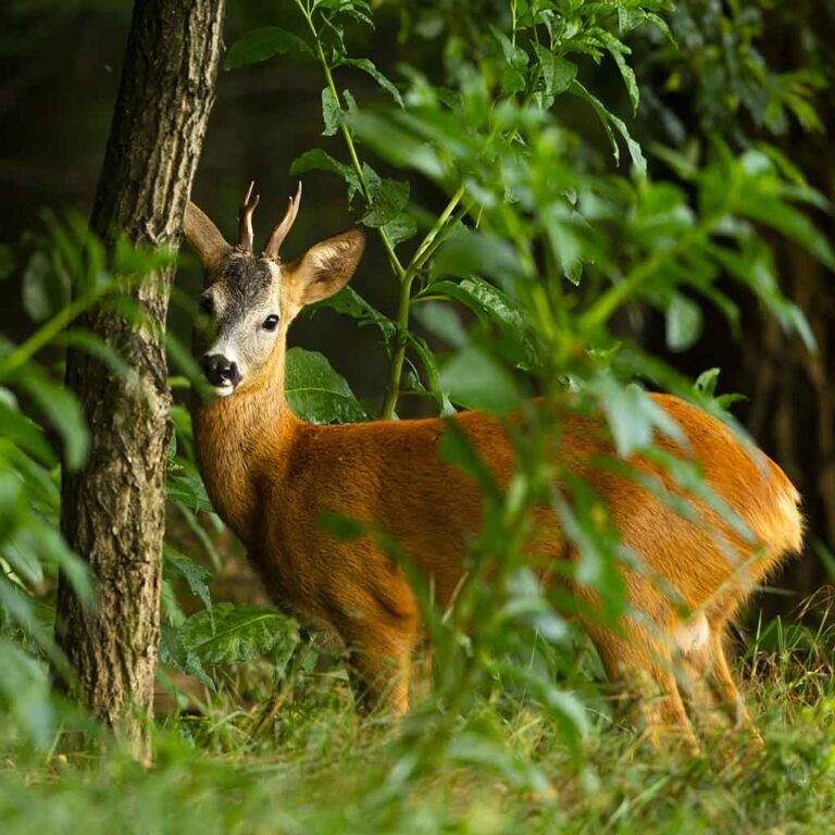 bosco wwf di vanzago capriolo oasi