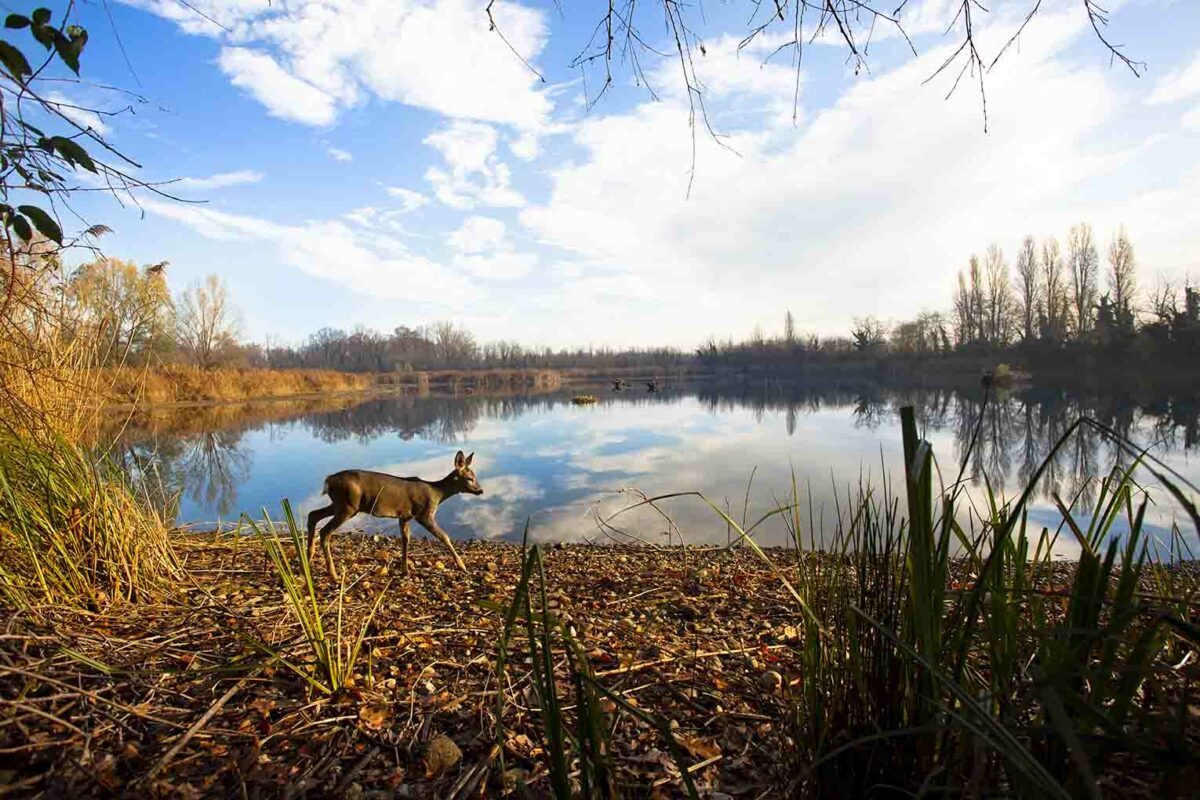 lago bosco wwf vanzago