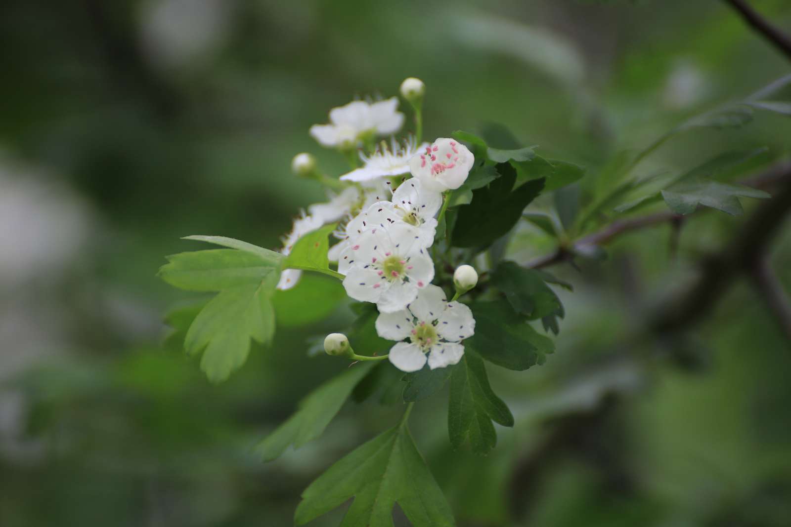 Featured Image