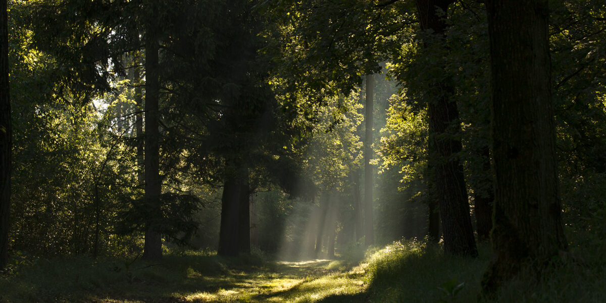 Featured Image